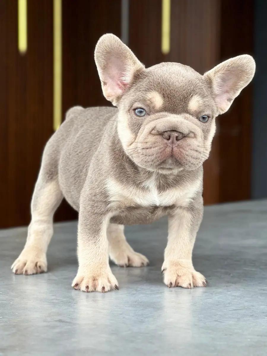 Zeus de cachorro, de pie sobre una superficie gris