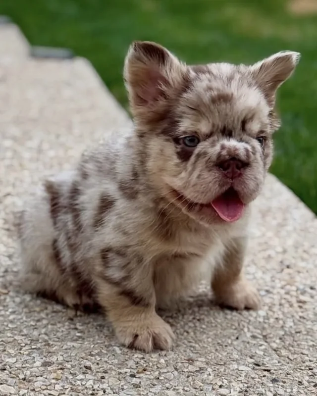 Cachorro Bulldog Francés New Shade Rojo Merle de pelo largo, sentado sobre un escalón de piedra