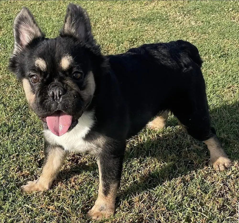 Sir King Harry of Newfoundbullies, tatarabuelo paterno de Valentino, de pie sobre el césped