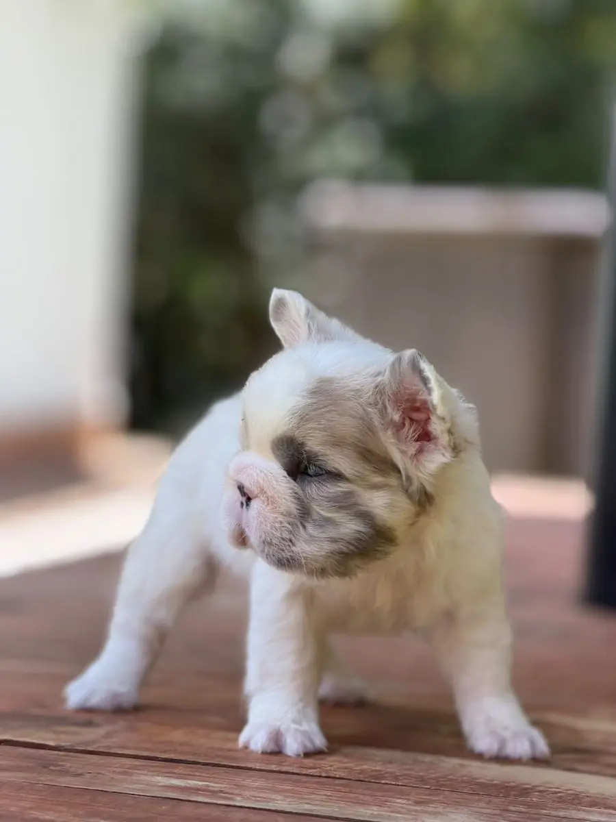 Cachorro Lilac Pied Merle Fluffy, de pie sobre madera