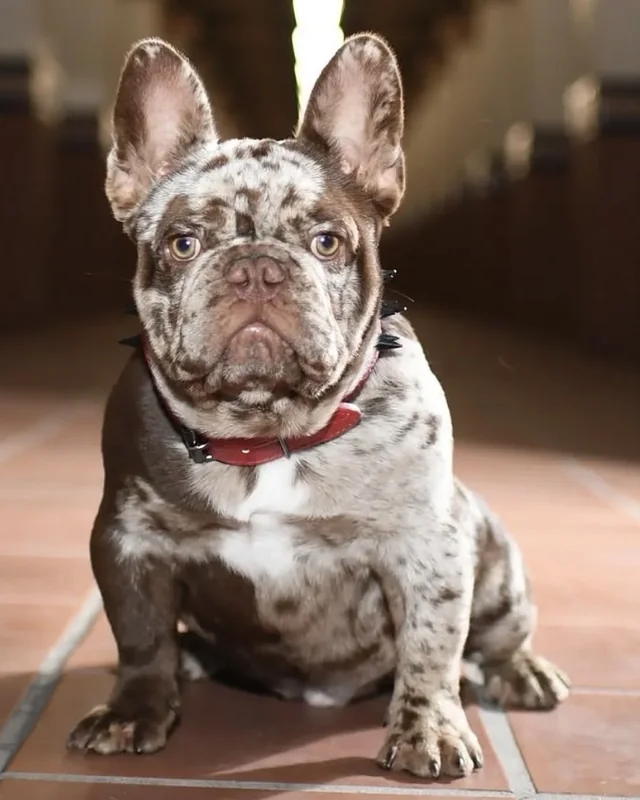 Bulldog Francés Rojo Merle con collar rojo, sentado sobre un piso de baldosas