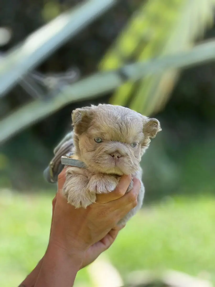 Cachorro macho New Shade Isabella & Tan Fluffy, vista frontal, sostenido en la mano