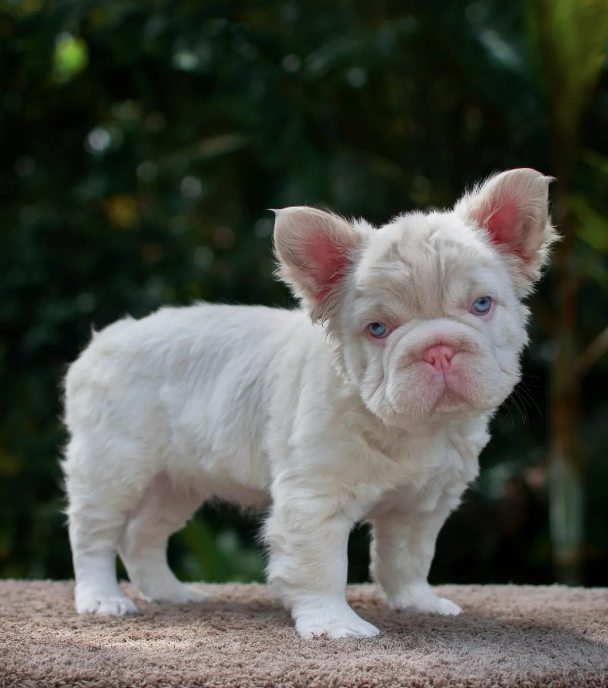 Athena, cachorra Bulldog Francés de pelaje claro y ojos azules, de pie sobre una manta