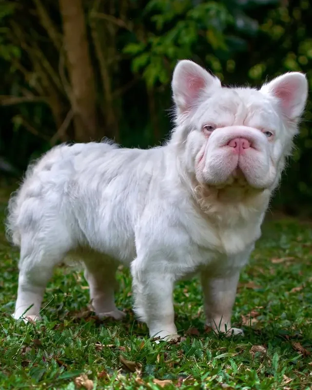 Bulldog Francés Pink de pelo largo, de pie sobre el césped