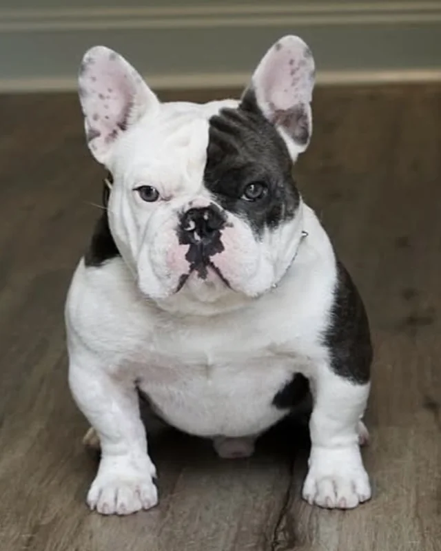 Bulldog Francés Pied, blanco con manchas oscuras en la cara y el cuerpo, sentado sobre piso de madera