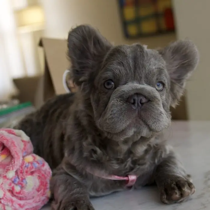 Cachorro Bulldog Francés recostado en casa junto a su manta