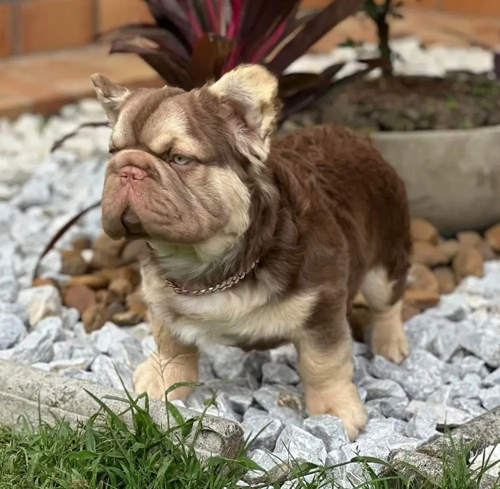 Bulldog Francés New Shade Rojo & Tan