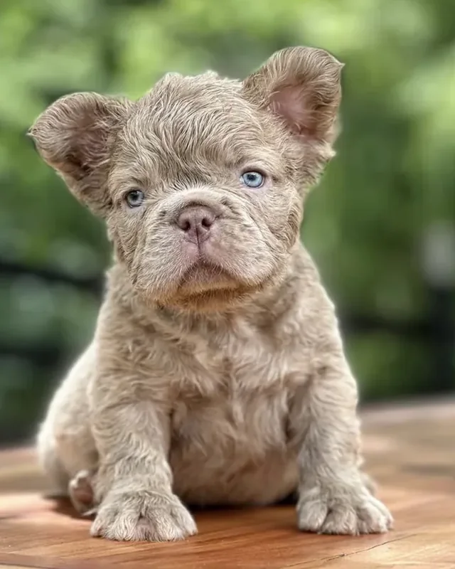 Cachorro Bulldog Francés New Shade Isabella de pelo largo y ojos claros, sentado sobre una mesa de madera