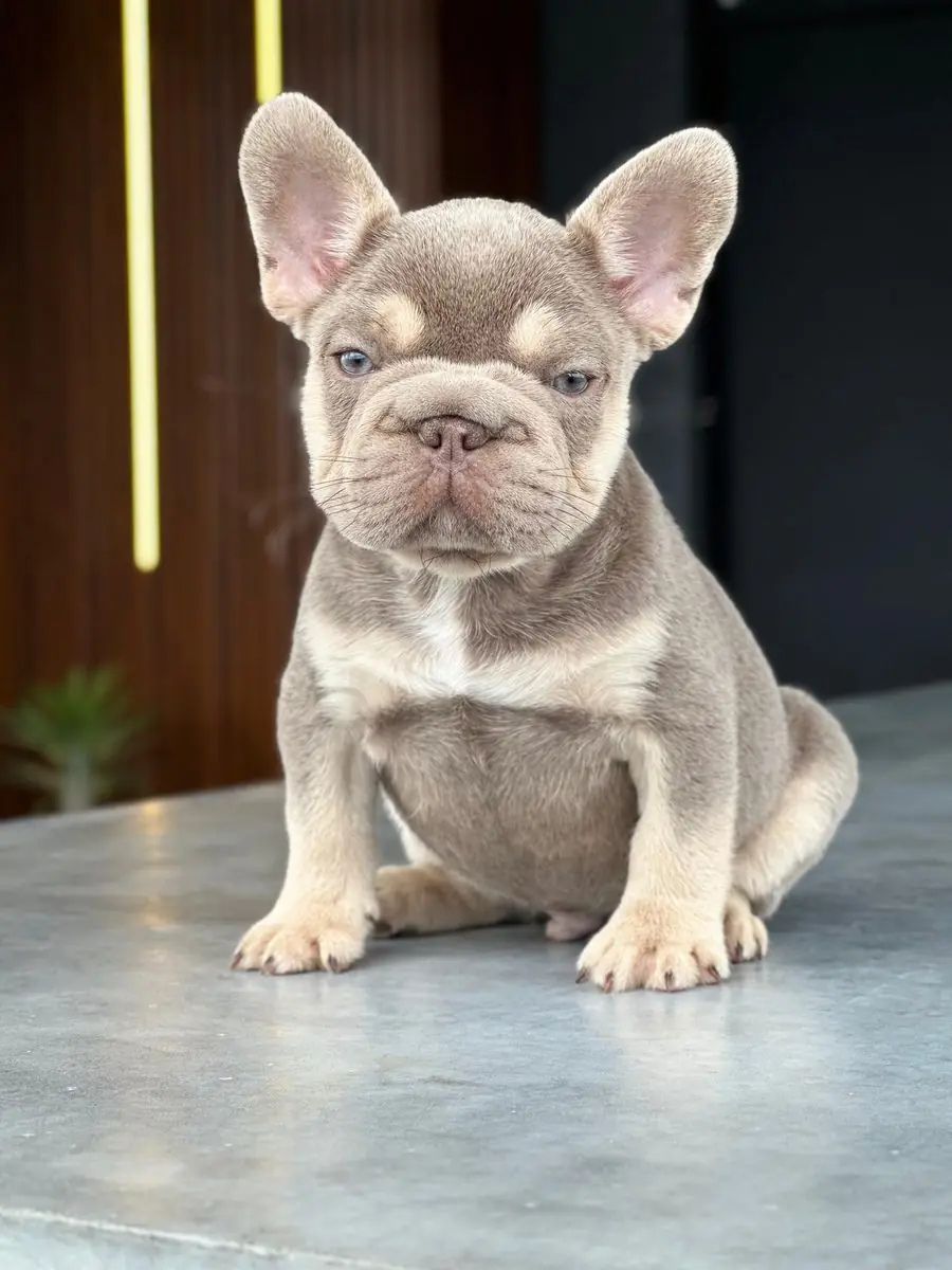 Zeus de cachorro, sentado mirando a la cámara