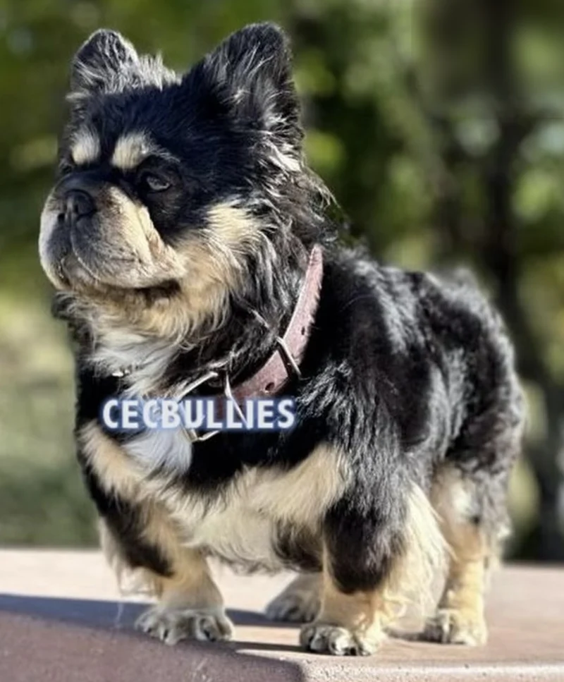 CEC Bullies Pinerock Shocker, bisabuelo paterno de Valentino, Black & Tan de pelo largo, de pie sobre un muro