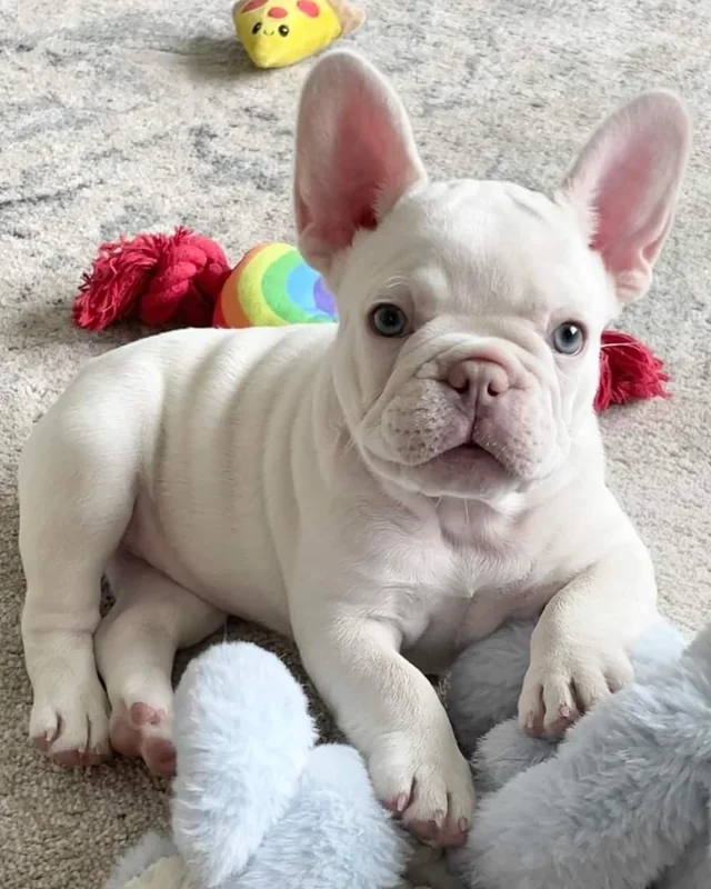 Cachorro Bulldog Francés Isabella Platinum de pelaje crema claro y ojos claros, echado sobre una alfombra