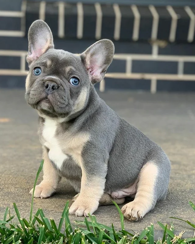 Cachorro Bulldog Francés Blue & Tan de ojos azules, sentado sobre una acera junto al césped