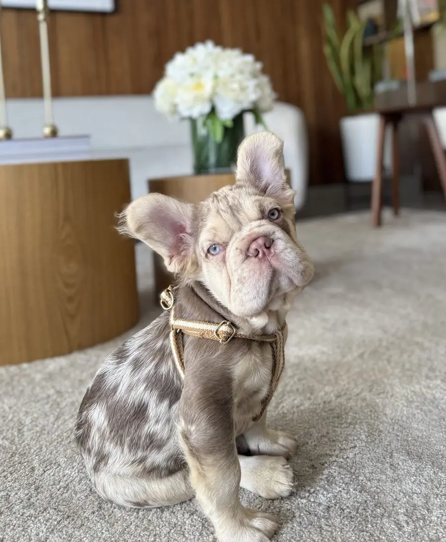 Valentino de cachorro, sentado con arnés en una sala
