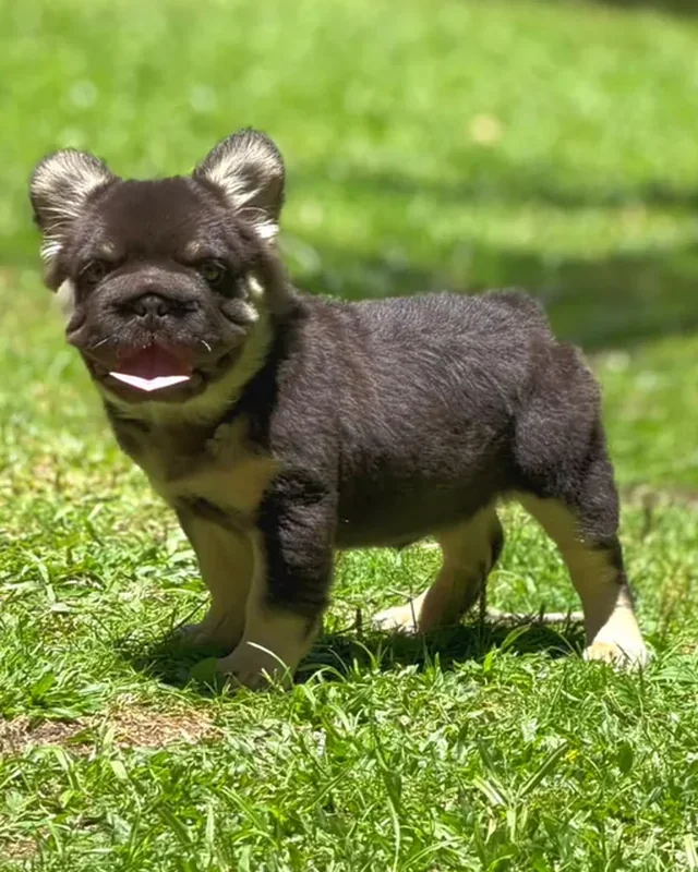 Cachorro Bulldog Francés Cocoa & Tan, de pie sobre el césped al sol