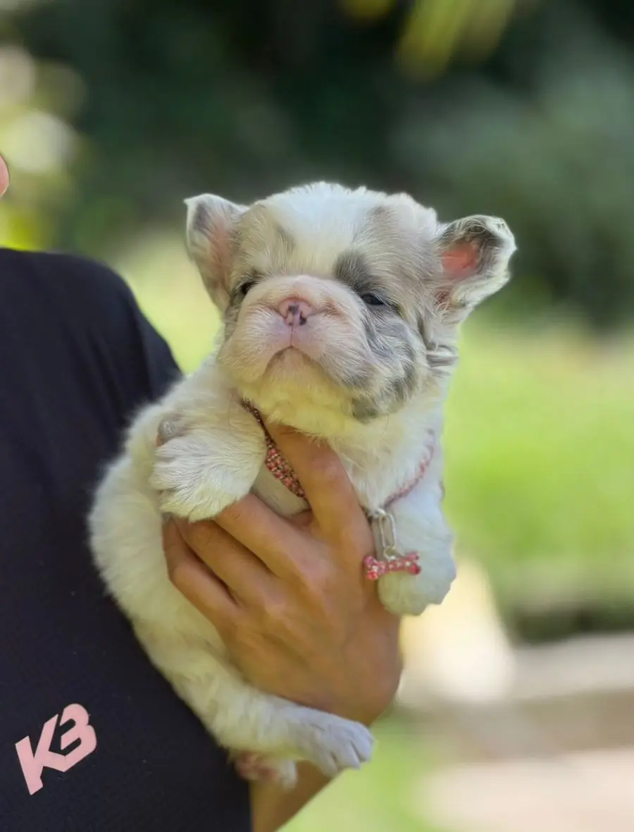 Cachorro Lilac Pied Merle Fluffy, vista frontal, sostenido en la mano