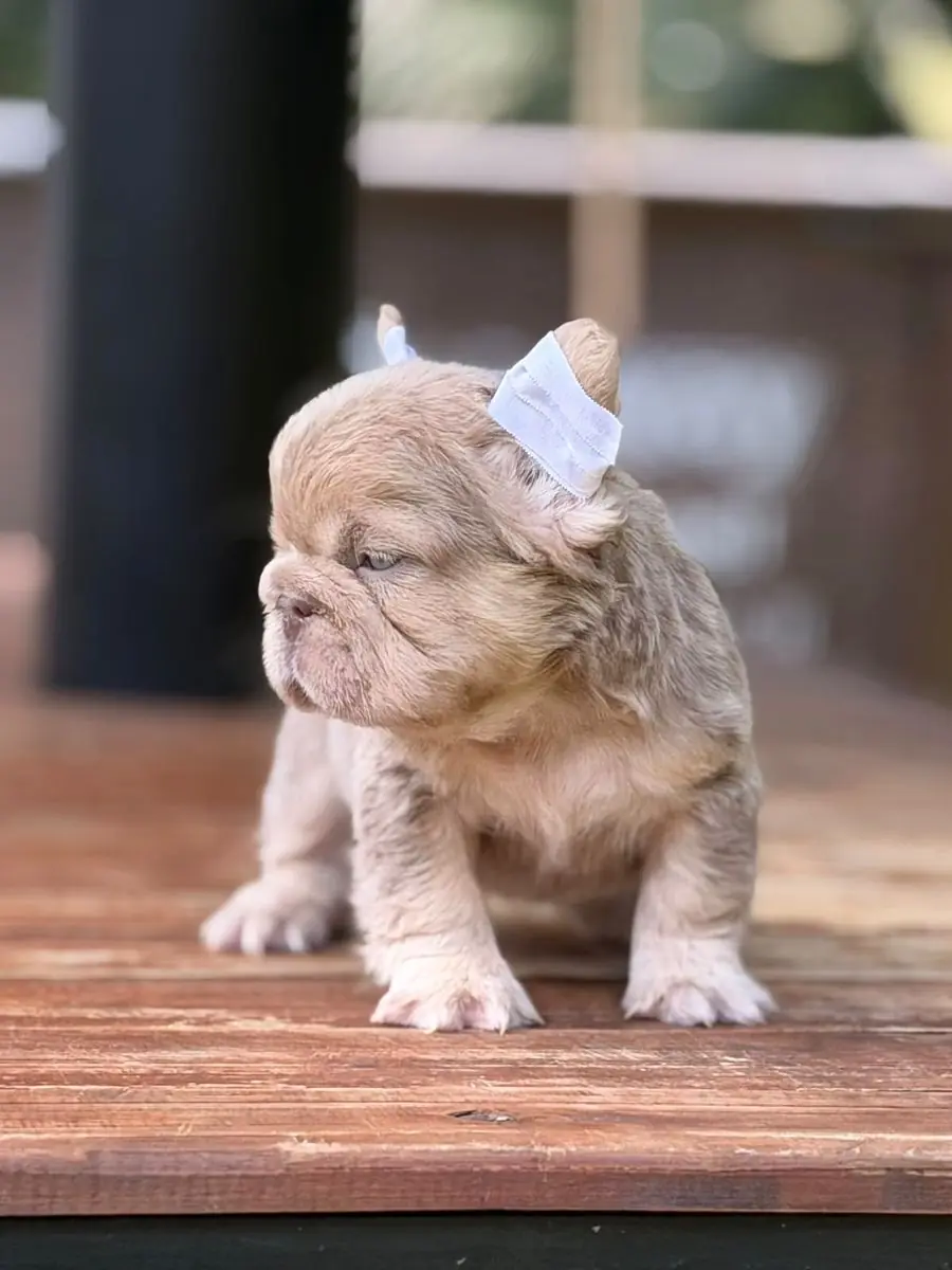 Cachorro macho New Shade Isabella & Tan Fluffy, de pie, mirando hacia un lado